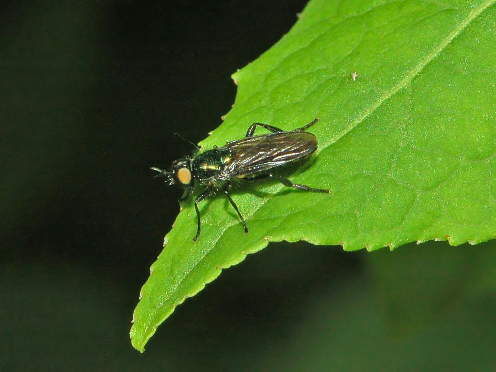 Verdi occhi luminosi: Actina chalybea  (Stratiomyidae)